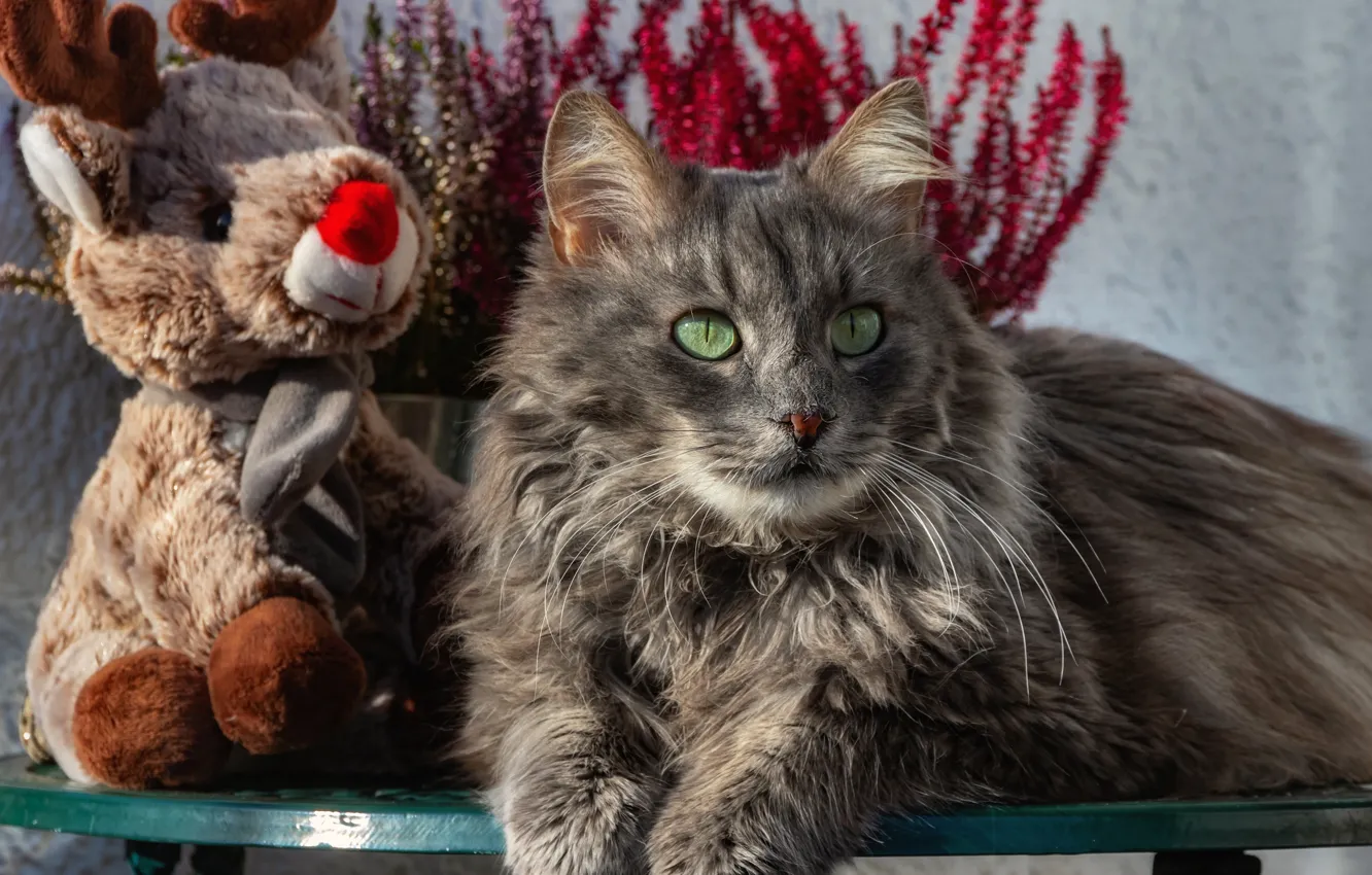 Photo wallpaper cat, toy, lies, grey, soft