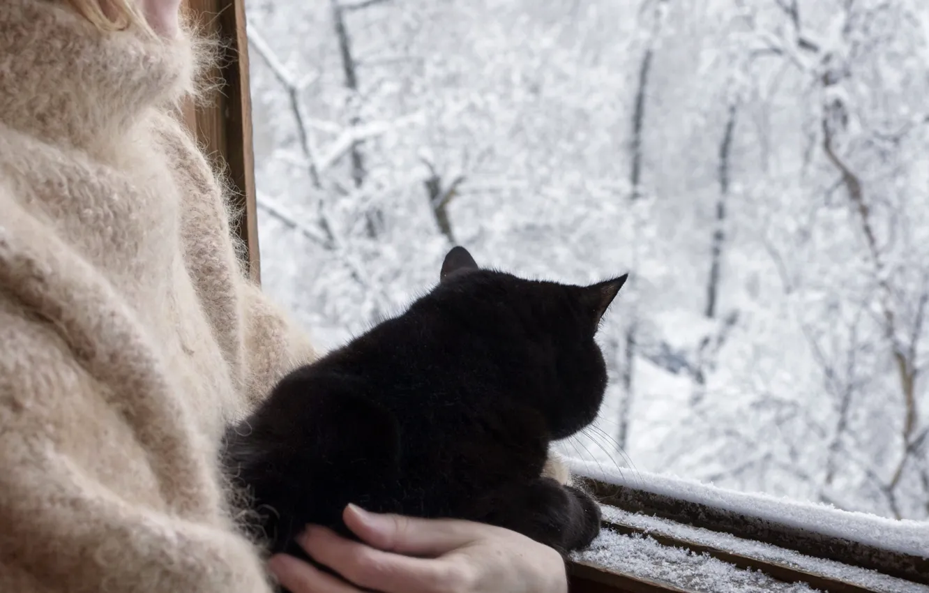 Photo wallpaper winter, frost, forest, cat, cat, snow, nature, mood