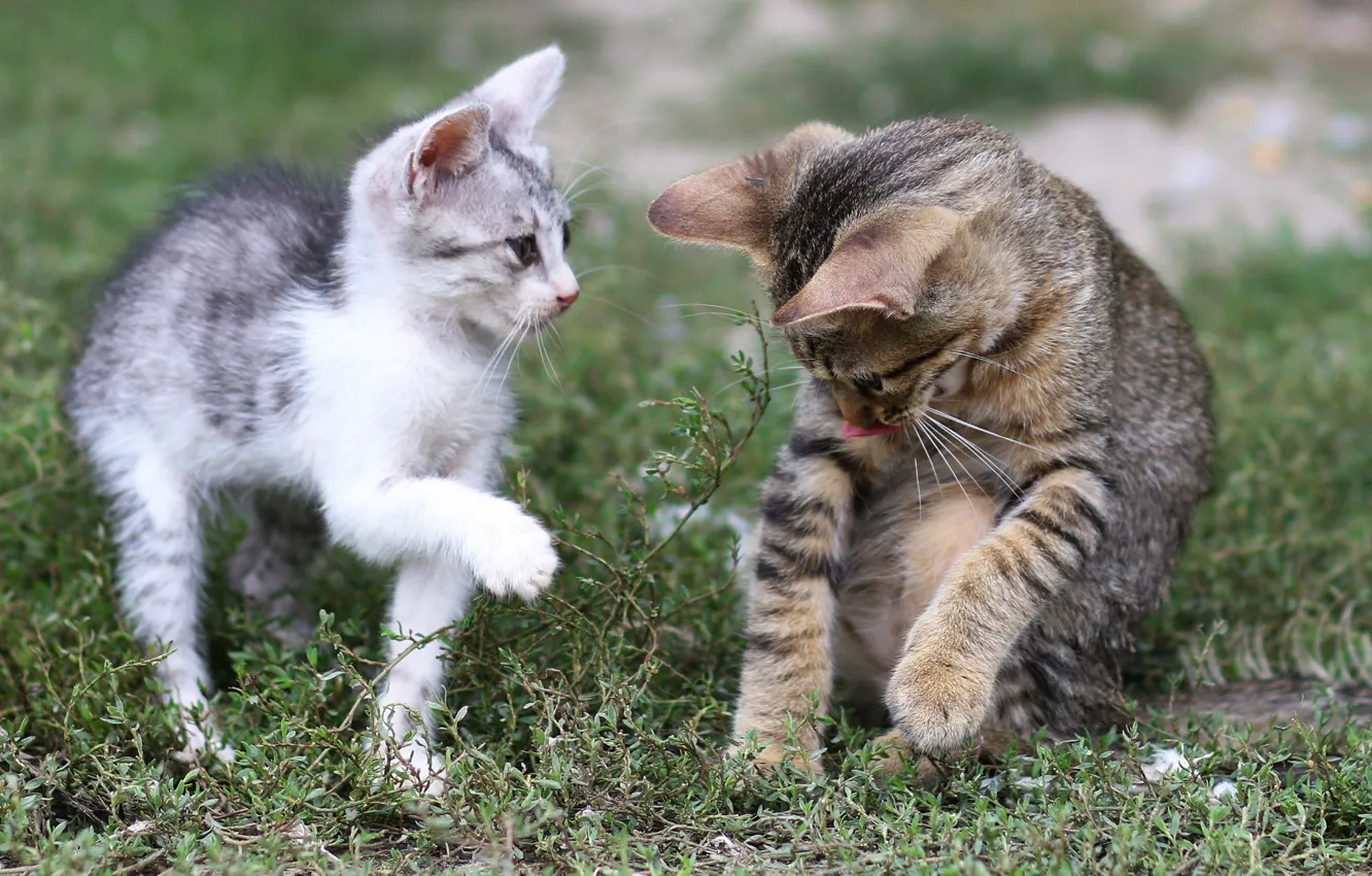Photo wallpaper language, summer, grass, pose, the game, kitty, communication, two kittens
