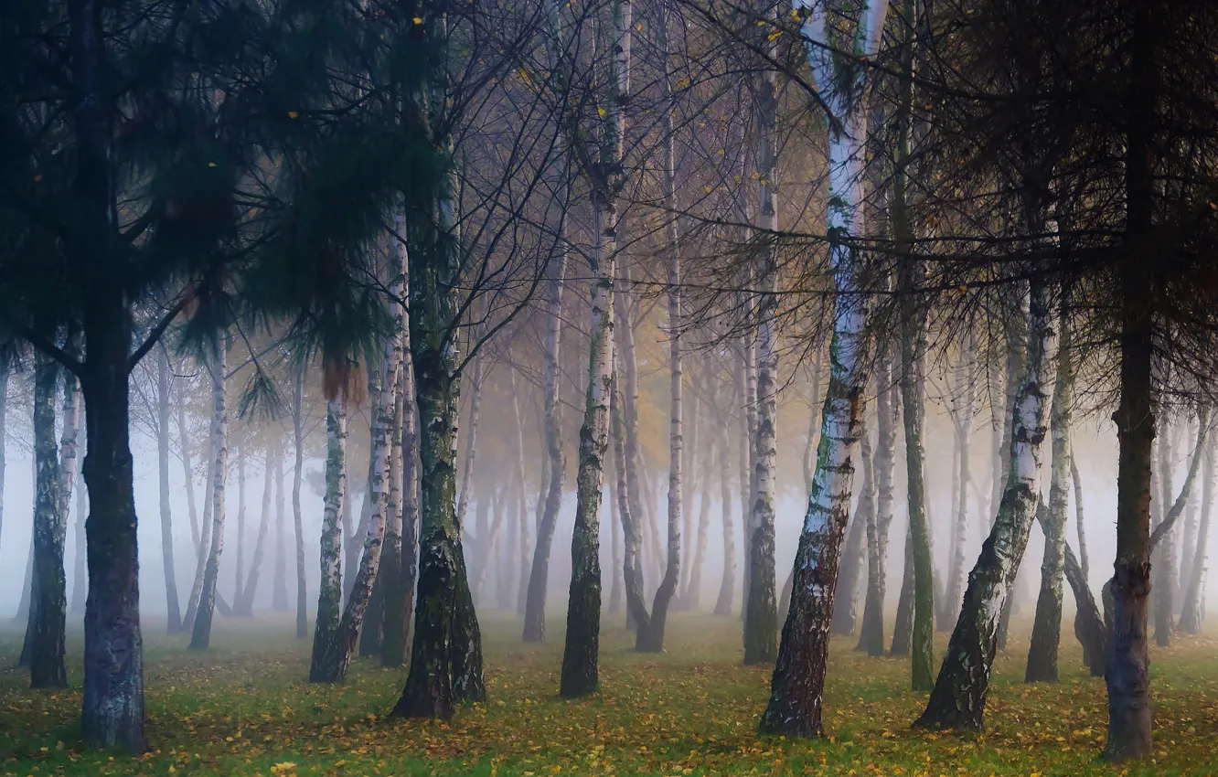 Photo wallpaper autumn, forest, trees, branches, fog, Park, foliage, morning