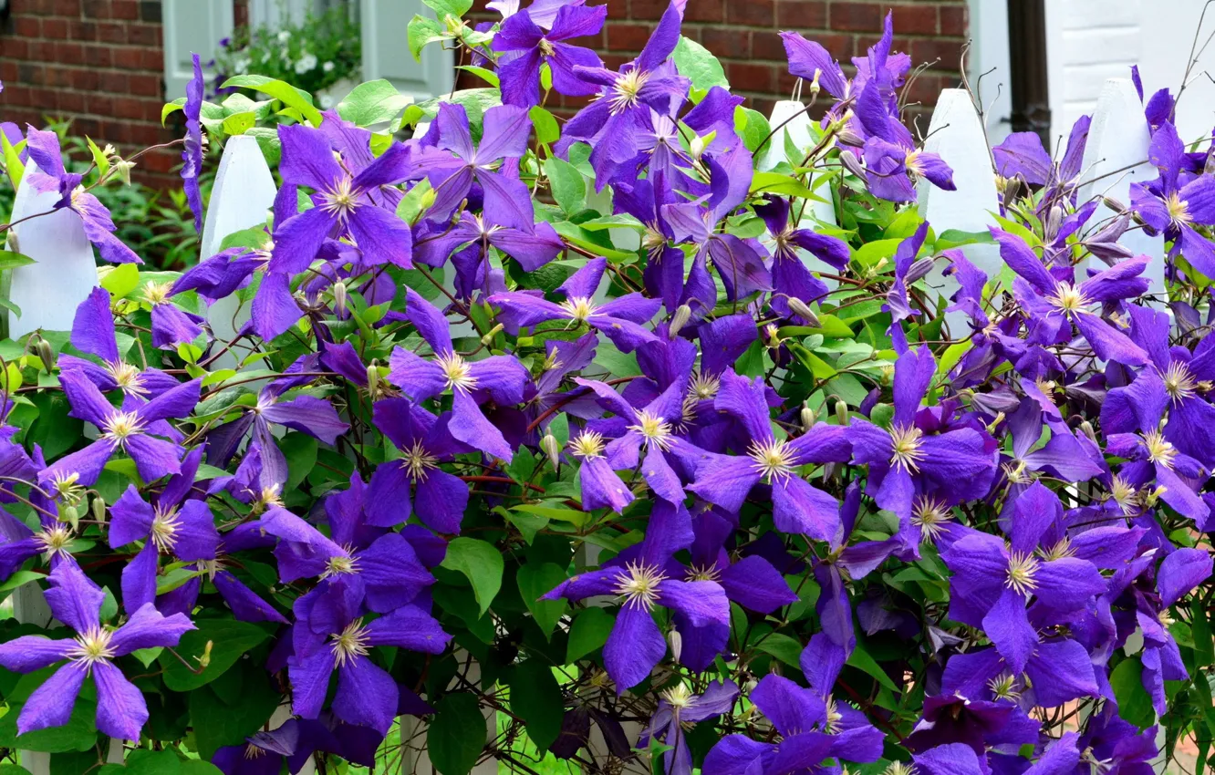 Photo wallpaper summer, flowers, clematis