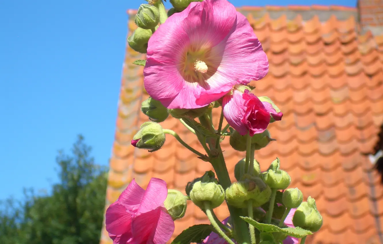Photo wallpaper roof, the sky, petals, stem, yard, mallow