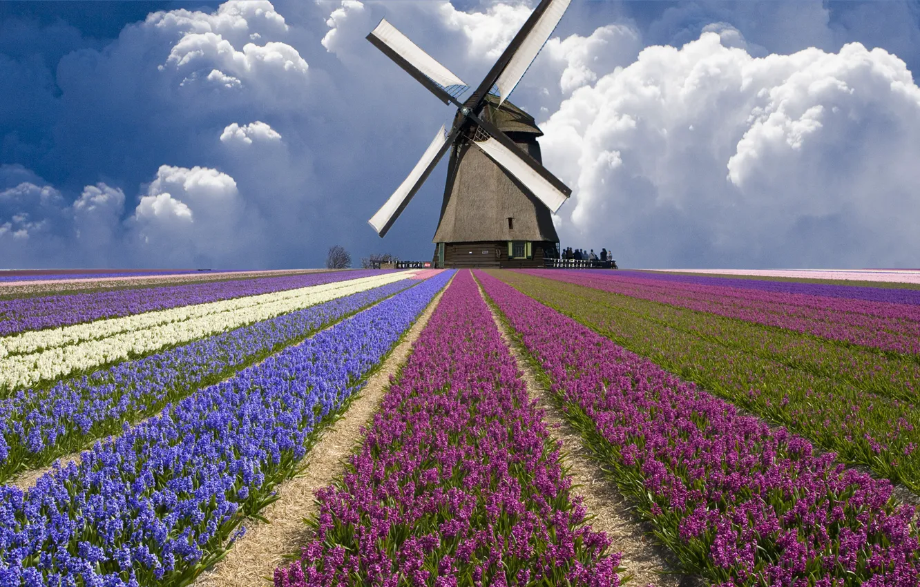 Photo wallpaper field, clouds, mill, tulips, Netherlands