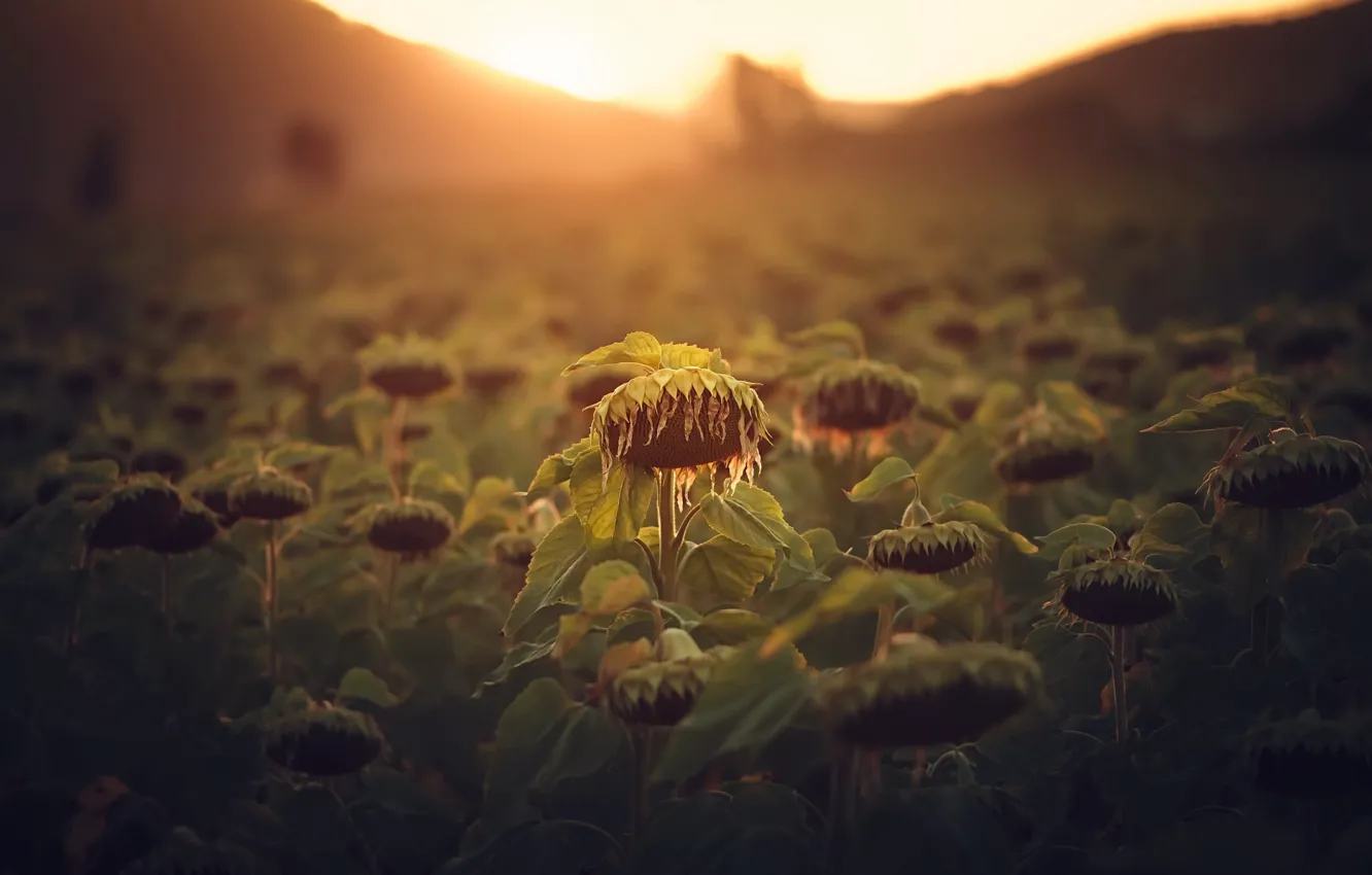 Photo wallpaper summer, sunflowers, nature