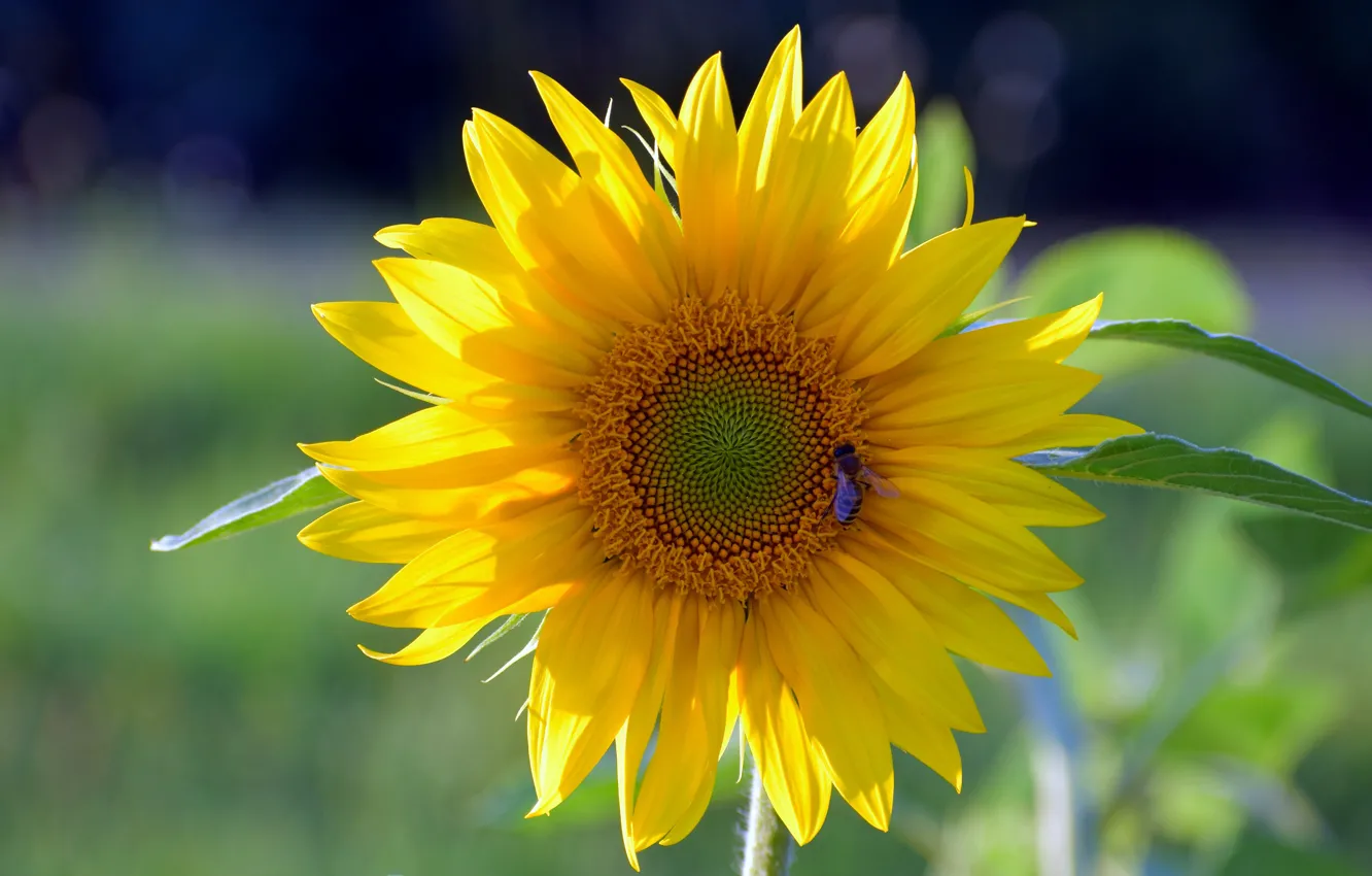 Photo wallpaper summer, sunflowers, insect