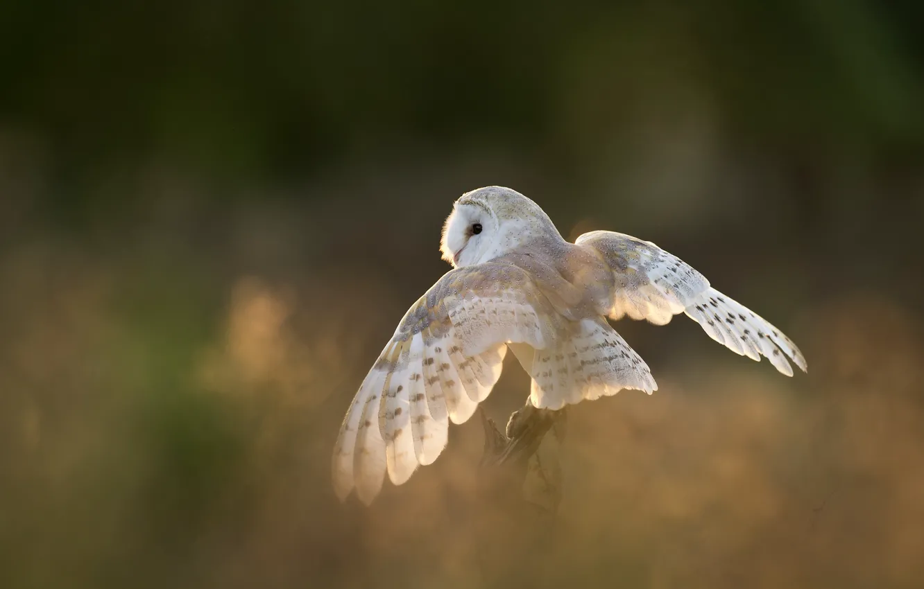 Photo wallpaper owl, bird, wings, white