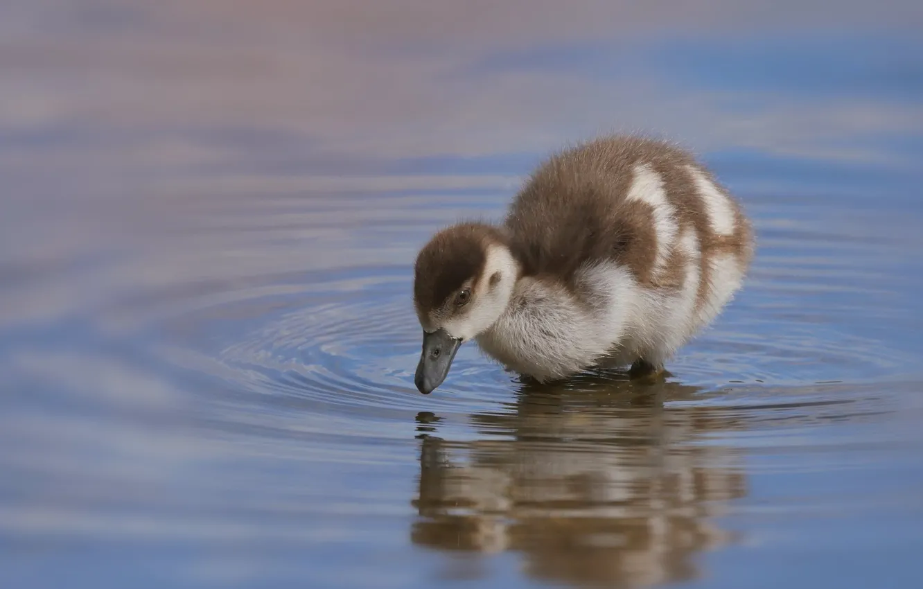 Photo wallpaper bird, duck, duck, Chicks, pond