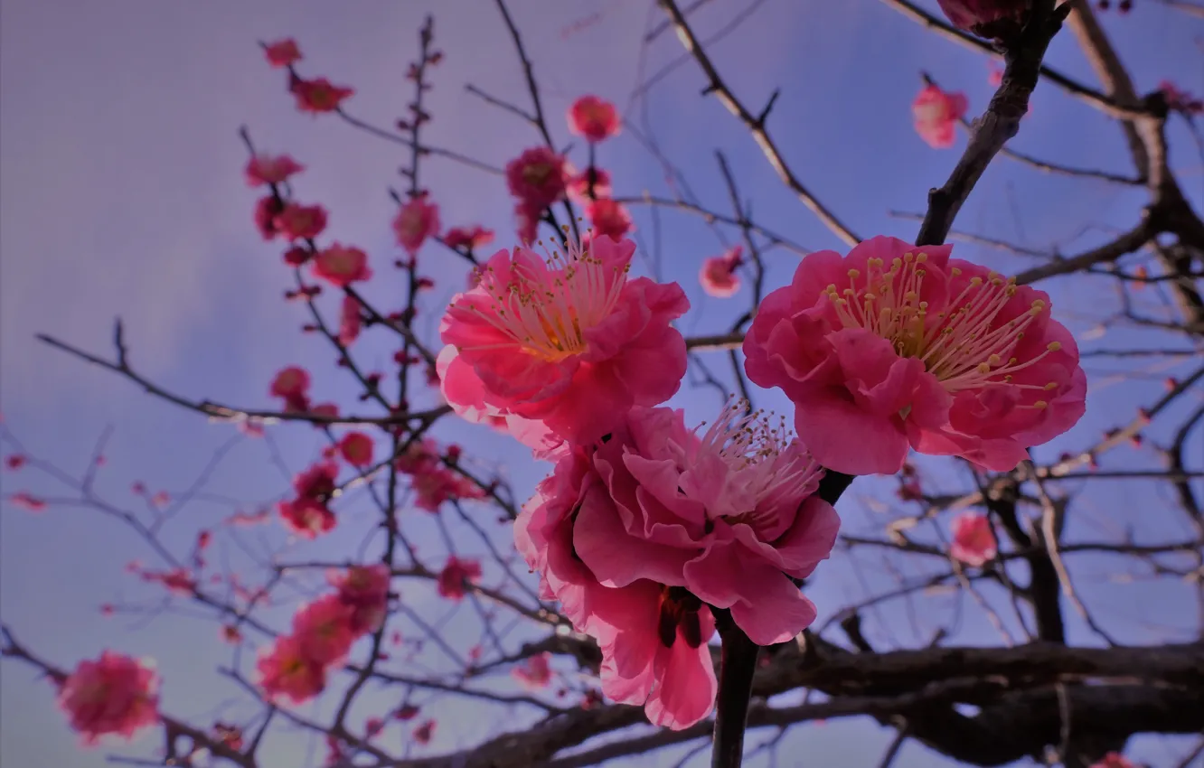 Photo wallpaper macro, branches, Sakura, flowering, flowers