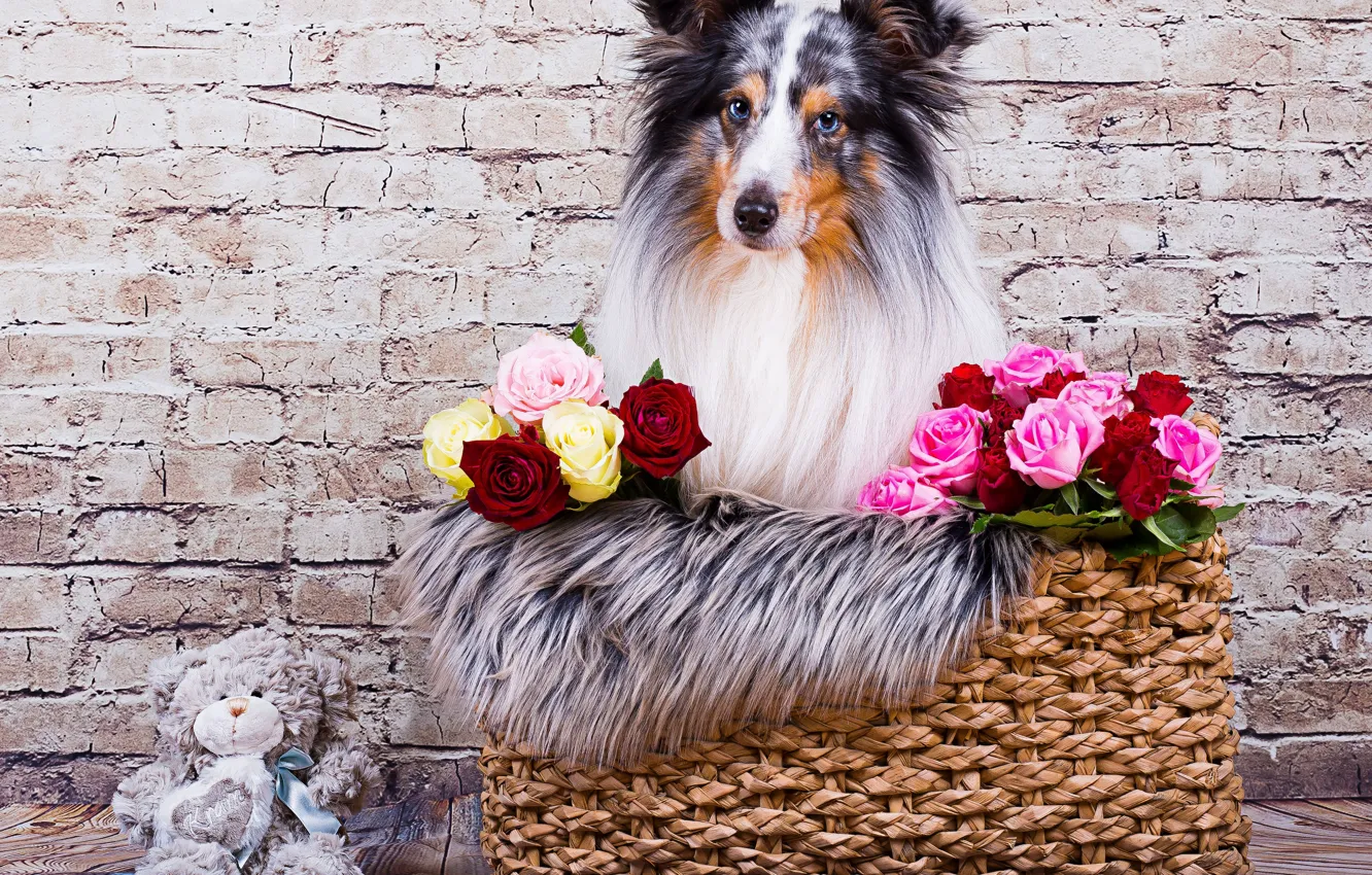 Photo wallpaper look, face, flowers, wall, basket, toy, roses, dog