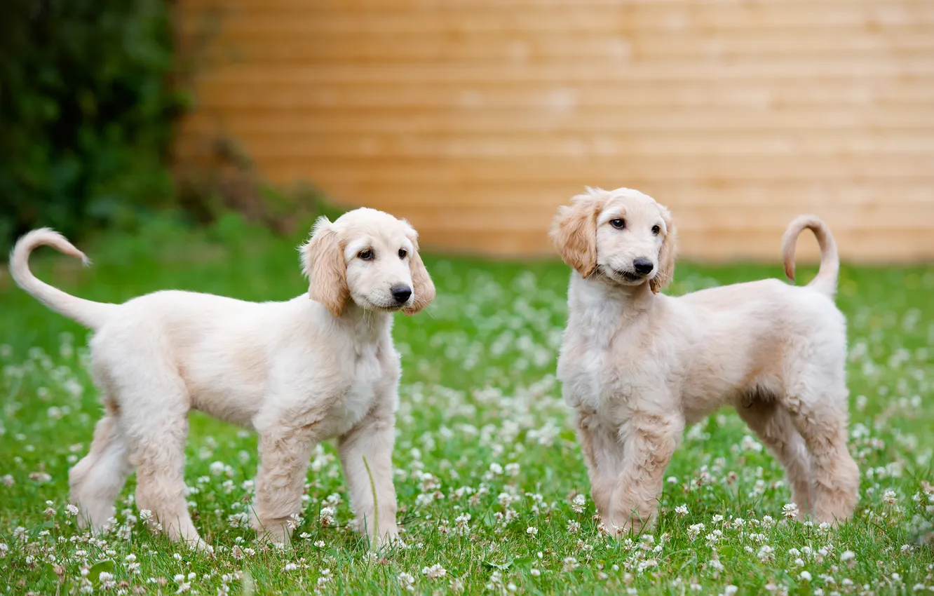 Photo wallpaper dogs, puppies, the Afghan hound, Afghanistan