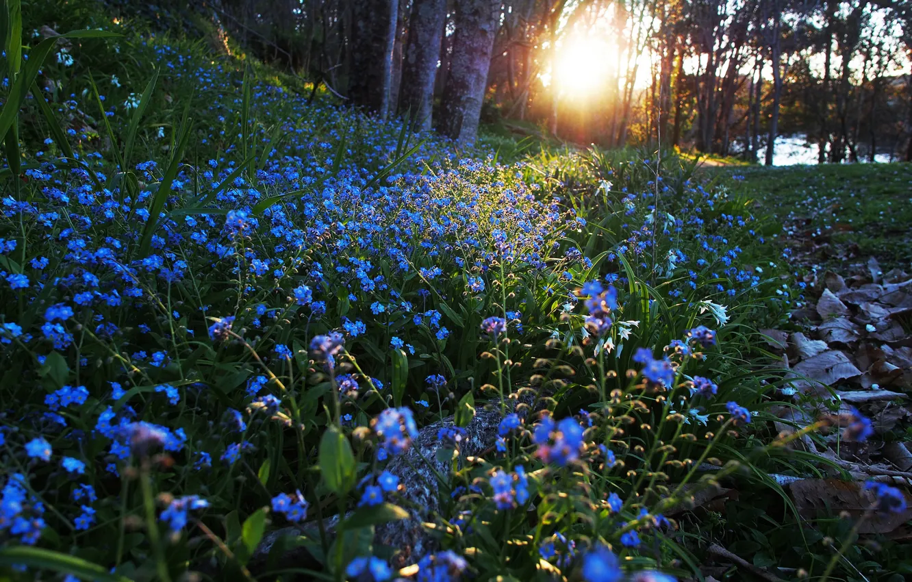 Photo wallpaper flowers, nature, morning