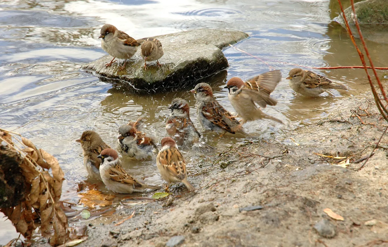 Photo wallpaper animals, water, wet, pen, bird, pack, sparrows