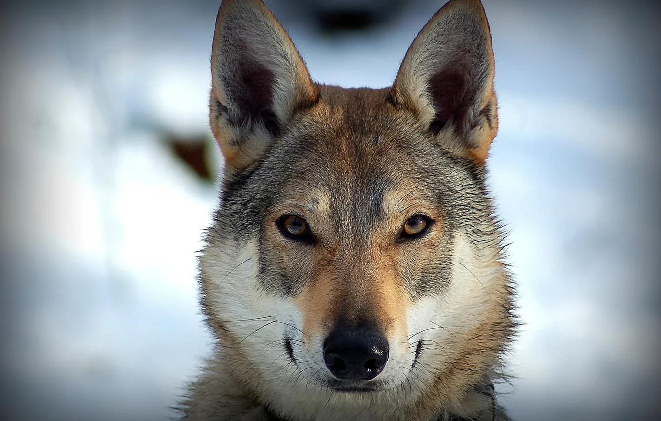 Photo wallpaper look, each, dog