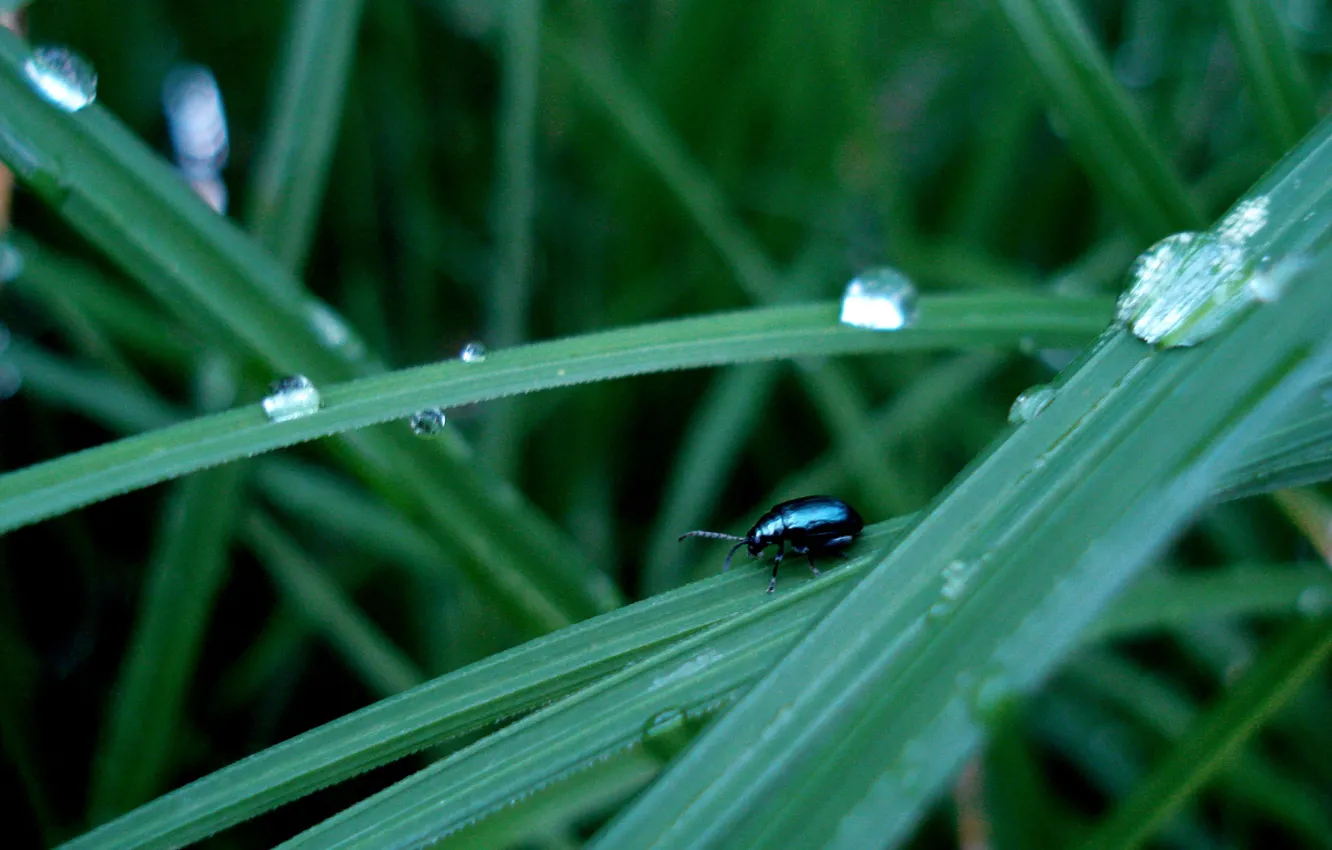 Photo wallpaper grass, drops, beetle