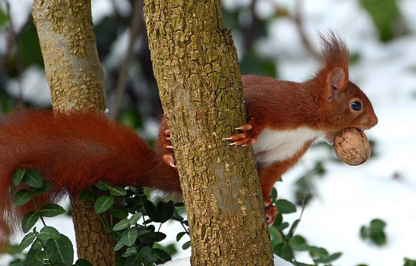 Photo wallpaper trees, protein, red, nuts