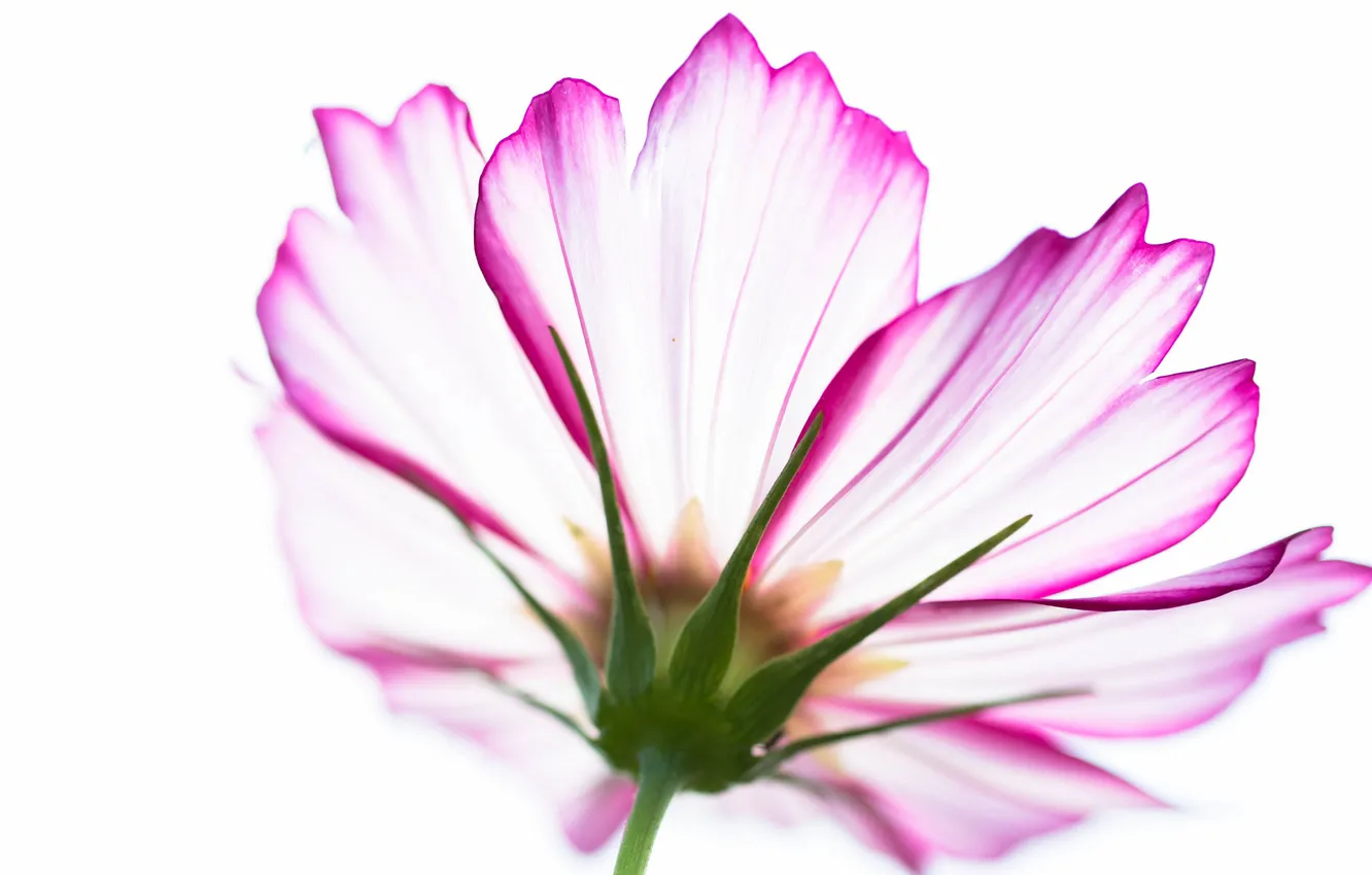 Photo wallpaper flowers, nature, plant, petals