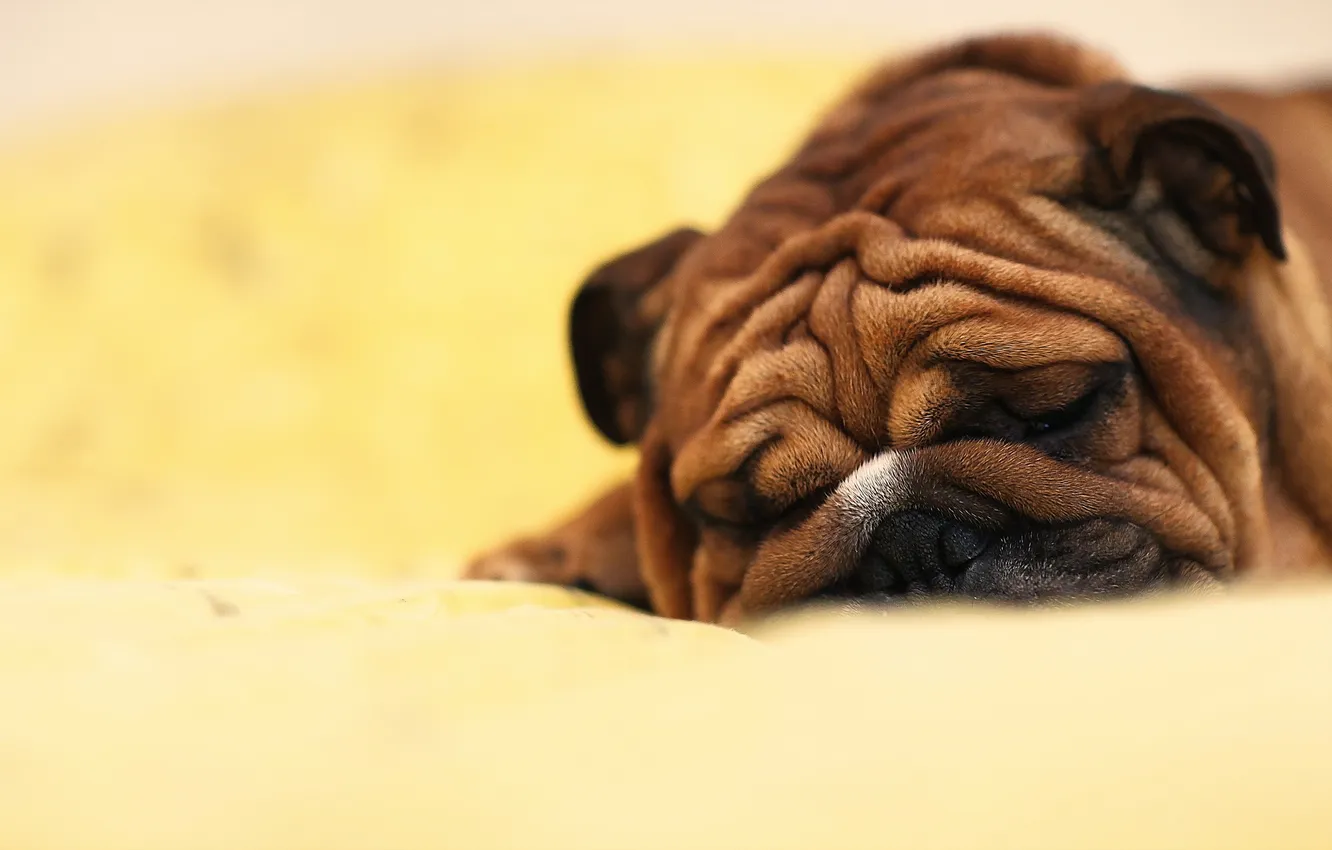 Photo wallpaper each, home, dog