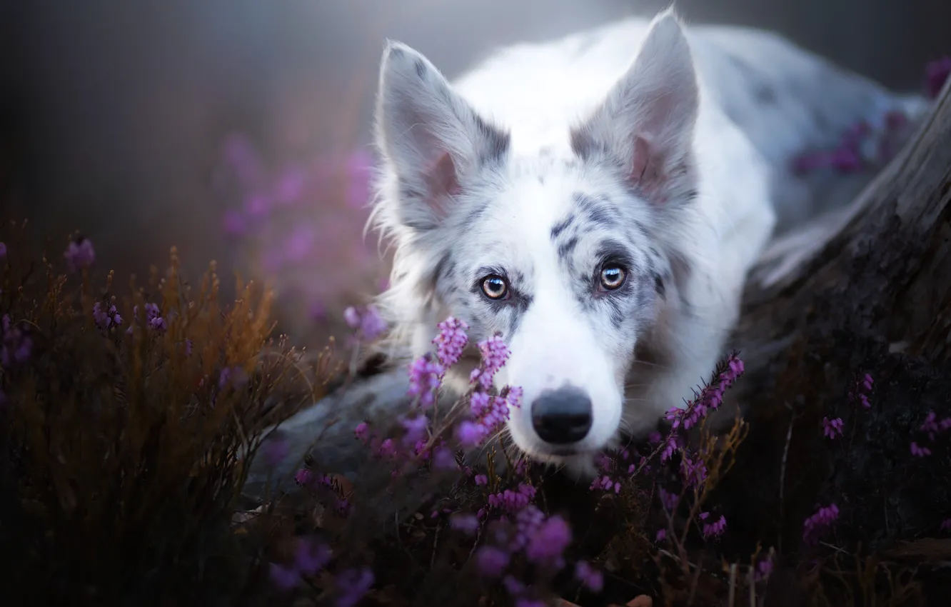 Photo wallpaper look, face, dog, Heather, The border collie