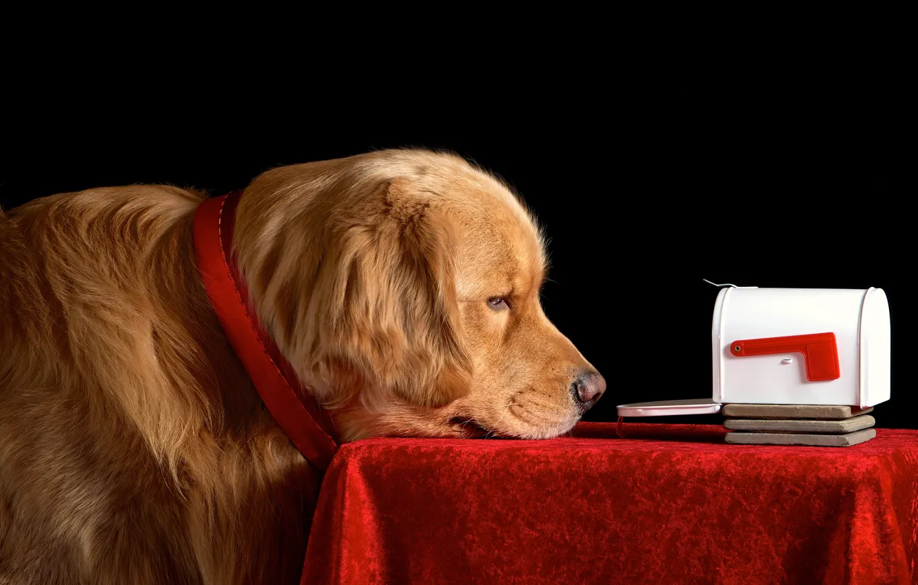 Photo wallpaper look, table, box, dog, mail, Dog