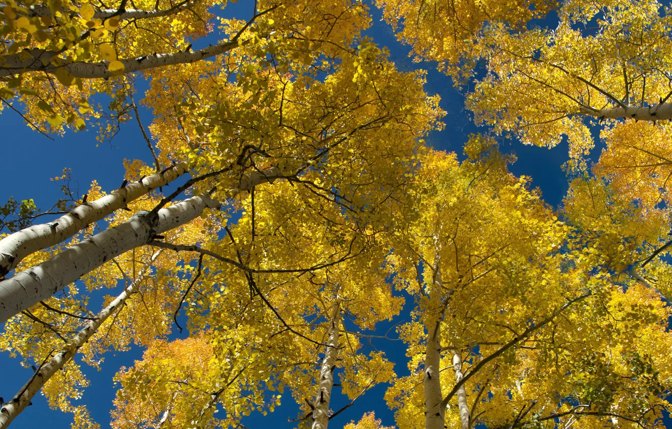 Photo wallpaper autumn, the sky, leaves, trees, aspen