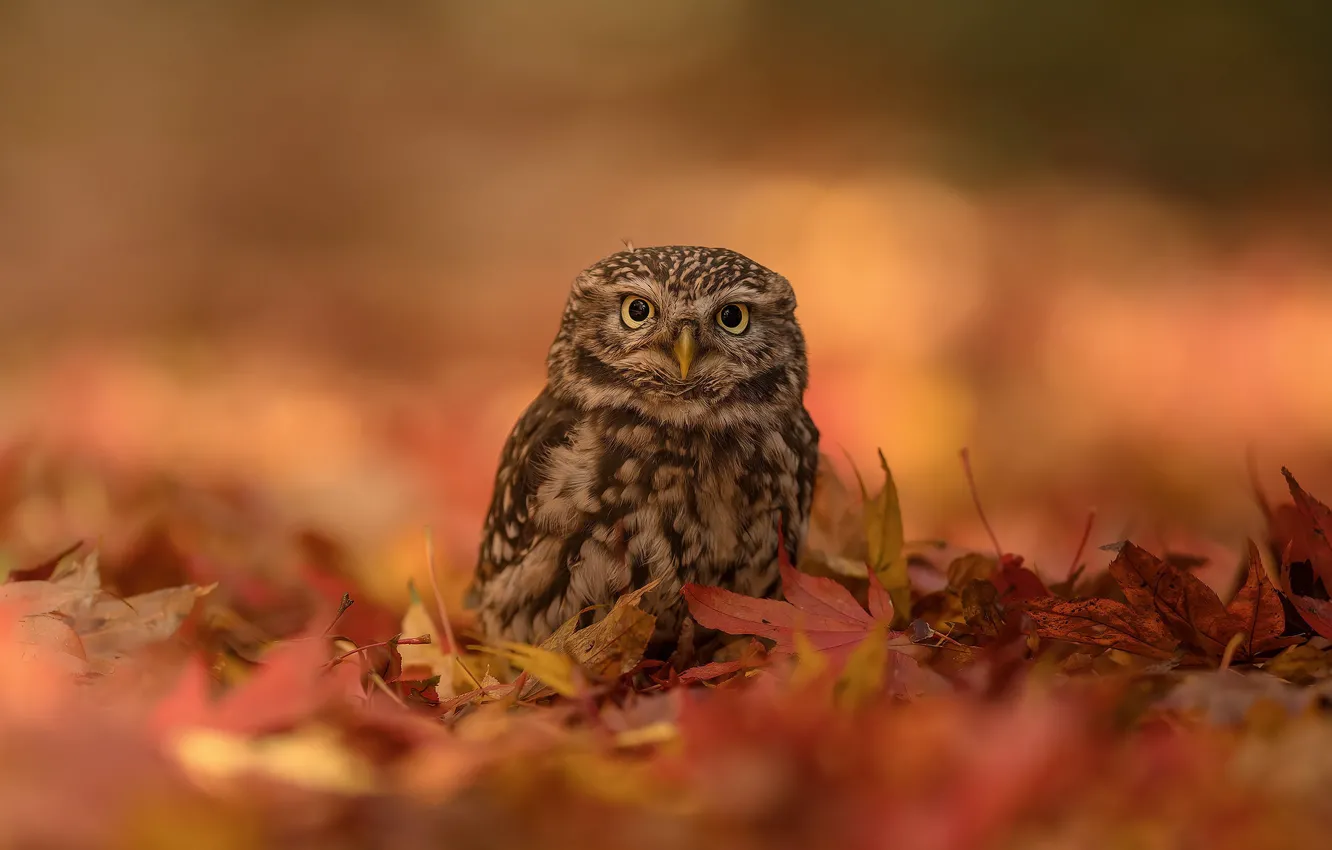 Photo wallpaper autumn, owl, bird, bokeh, fallen leaves, owlet, The little owl