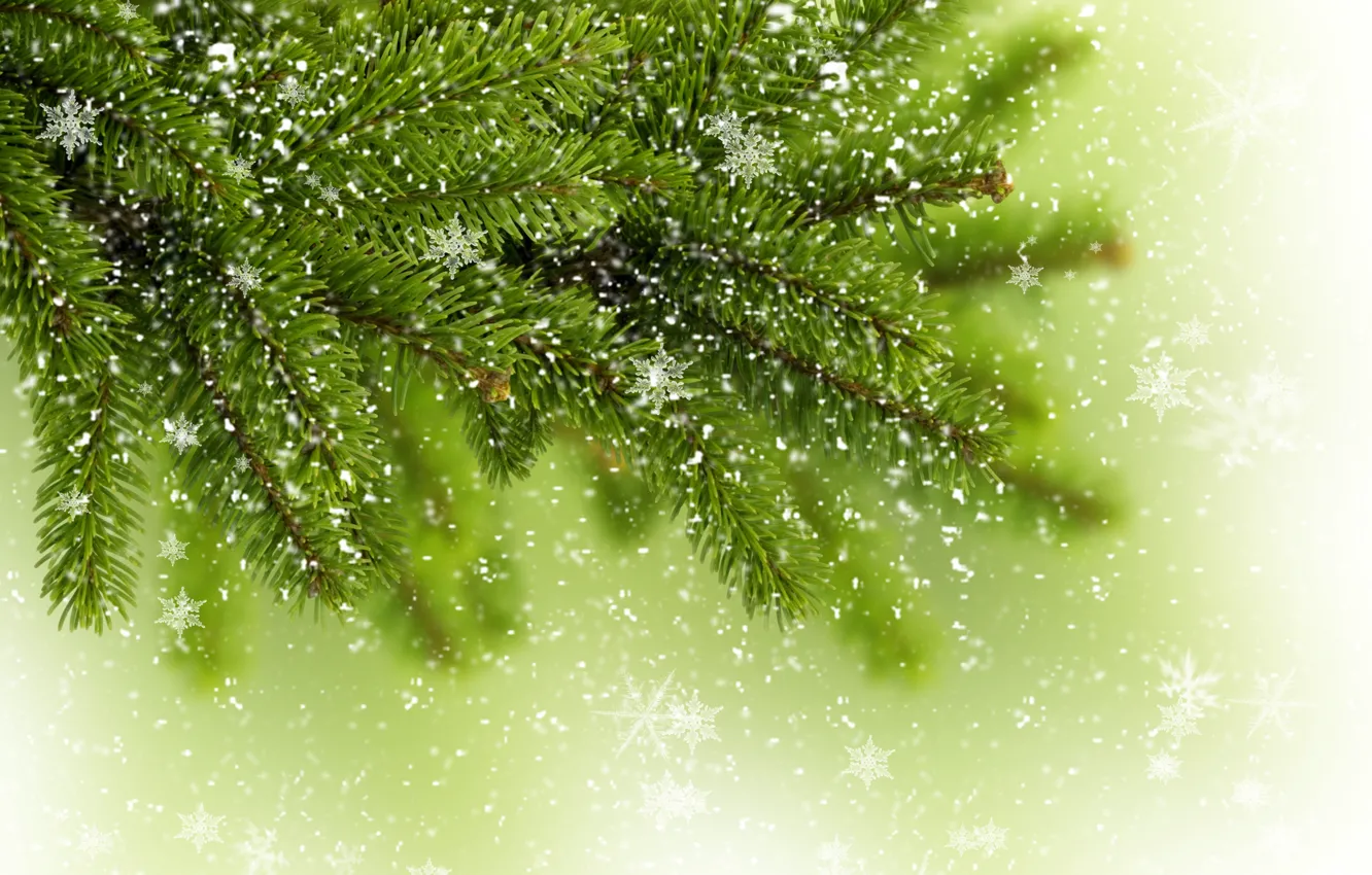 Photo wallpaper winter, greens, snowflakes, tree, tree, spruce, branch, tree