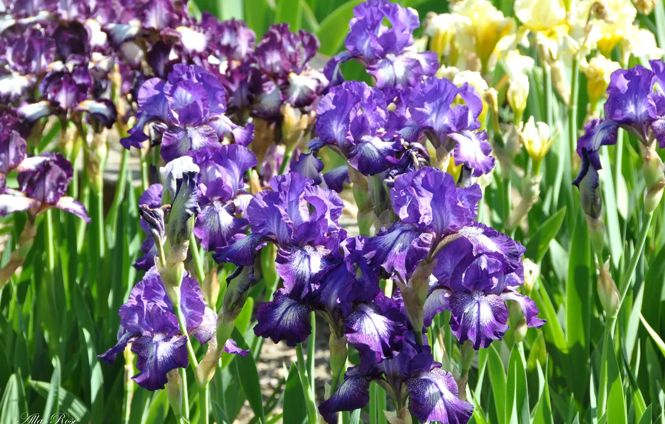 Photo wallpaper flowers, beauty, spring, may, irises, flora