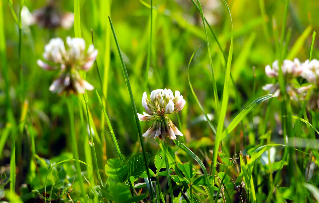 Photo wallpaper grass, flower, meadow