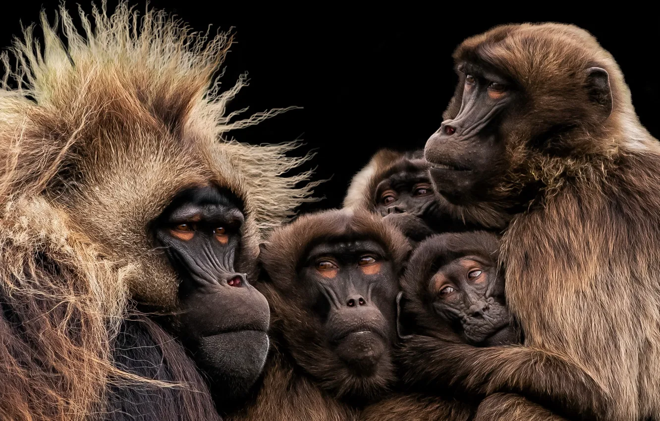 Photo wallpaper Monkey, Yorkshire Wildlife Park, Gelada Family