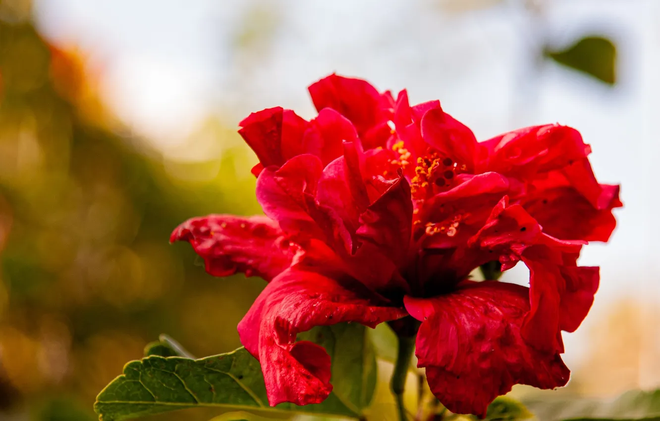 Photo wallpaper flowers, bokeh, hibiscus