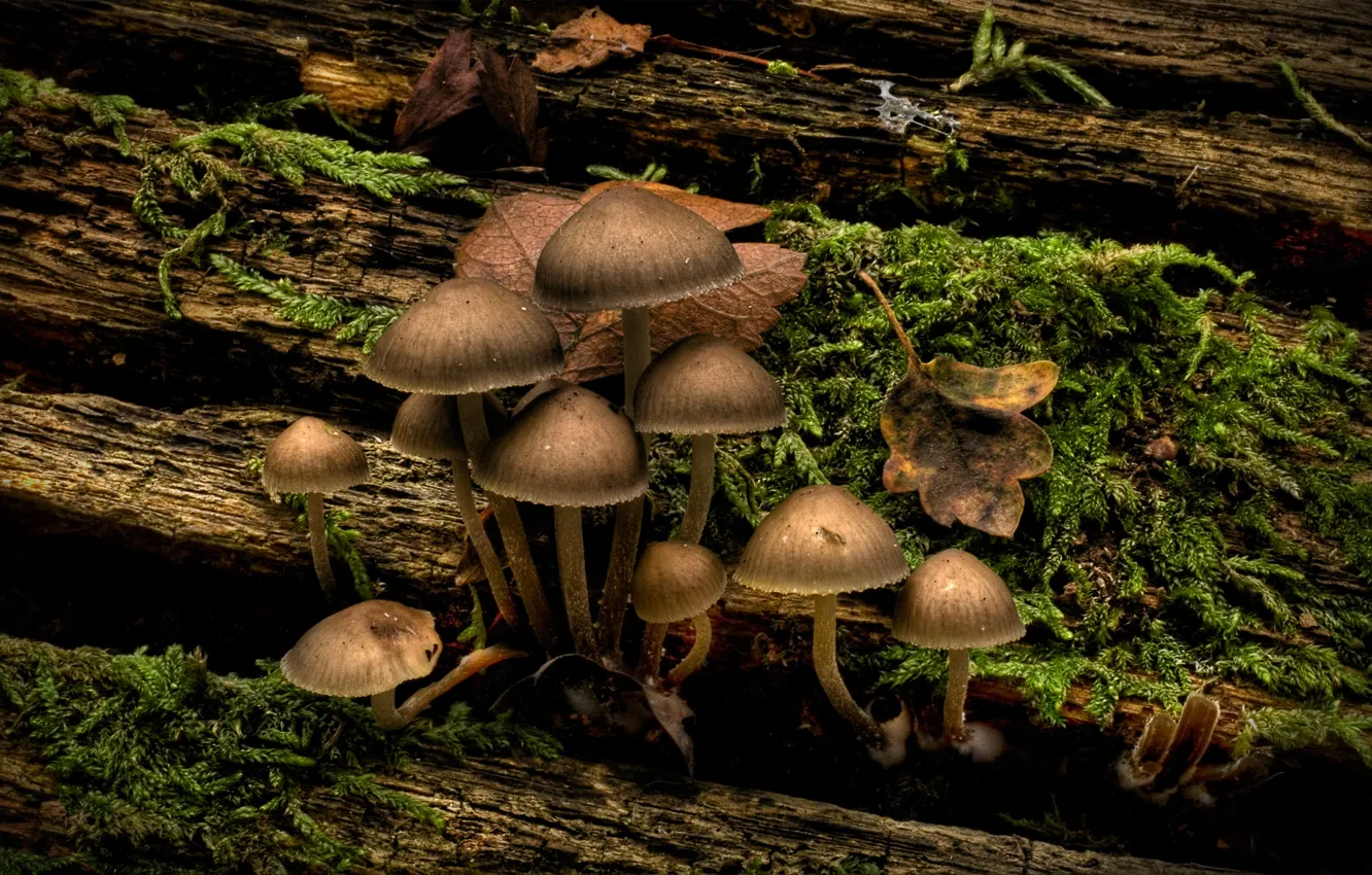 Photo wallpaper Grass, Mushrooms, Log