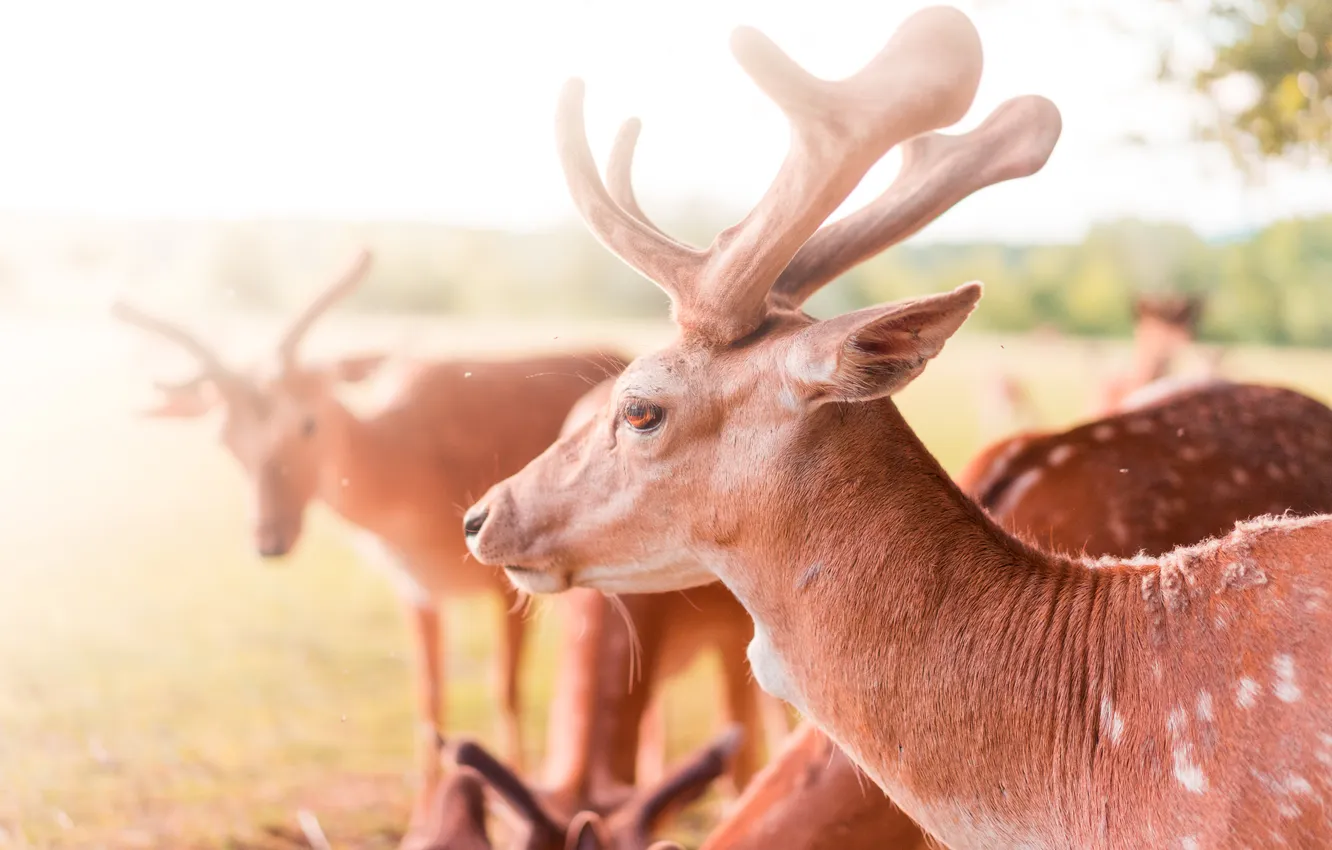 Photo wallpaper horns, deer, stove
