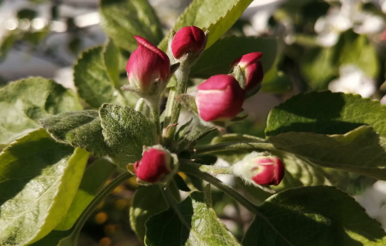 Photo wallpaper trees, flowers, Apple