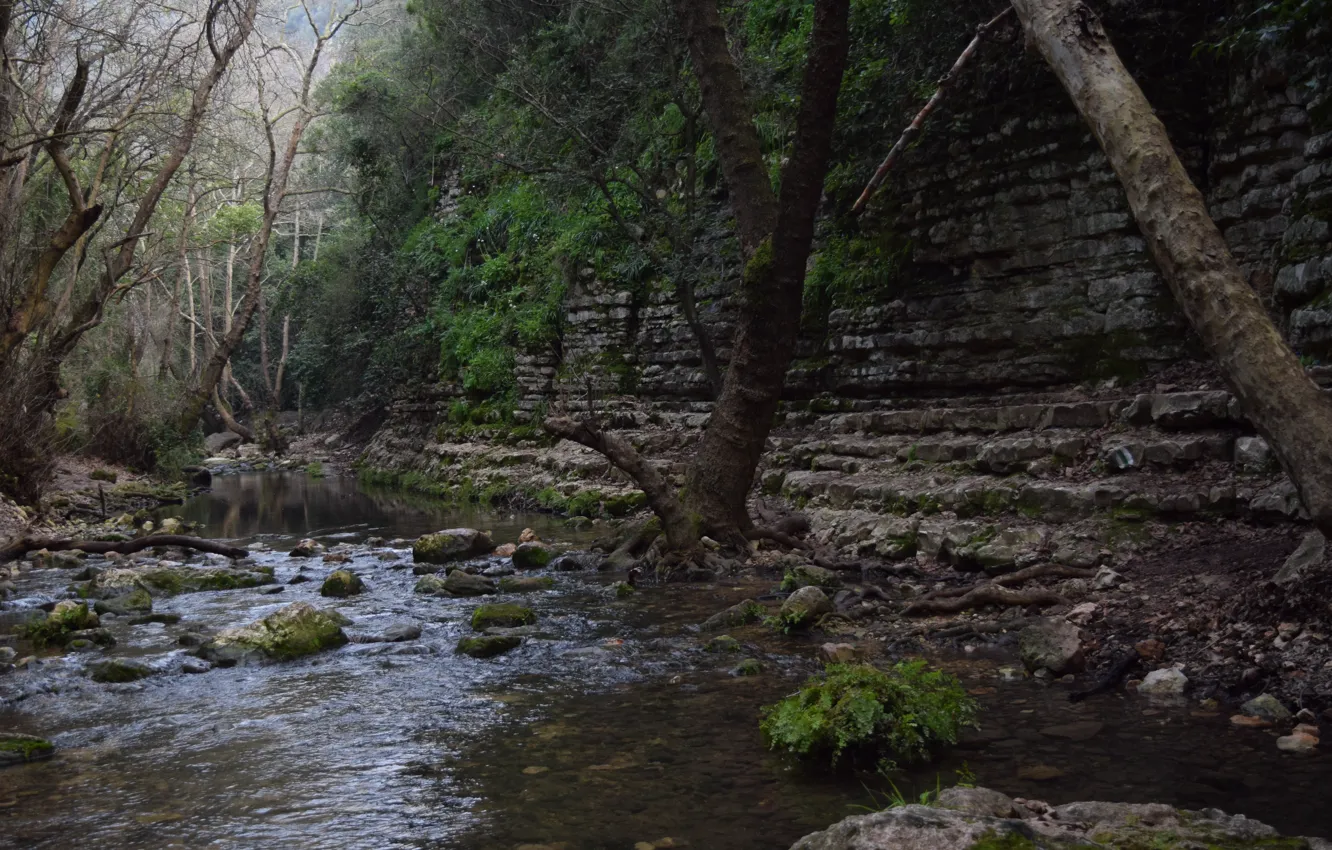 Photo wallpaper green, forest, river, nature, water, wild, Israel