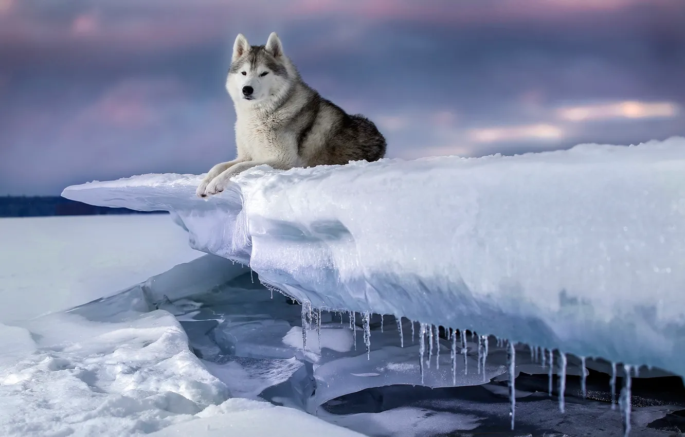 Photo wallpaper winter, snow, ice, dog, icicles, Husky