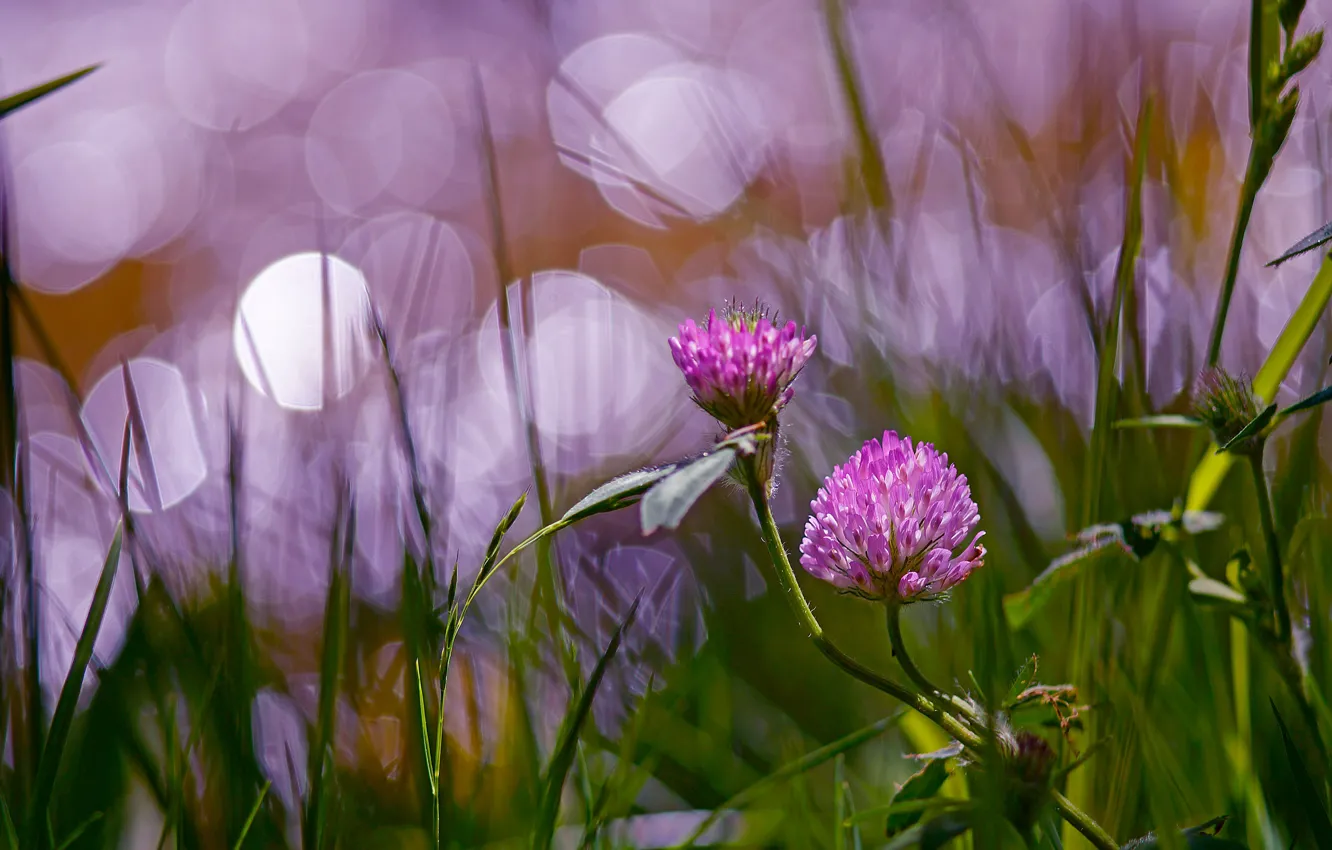 Photo wallpaper summer, grass, light, flowers, background, lilac, clover, bokeh
