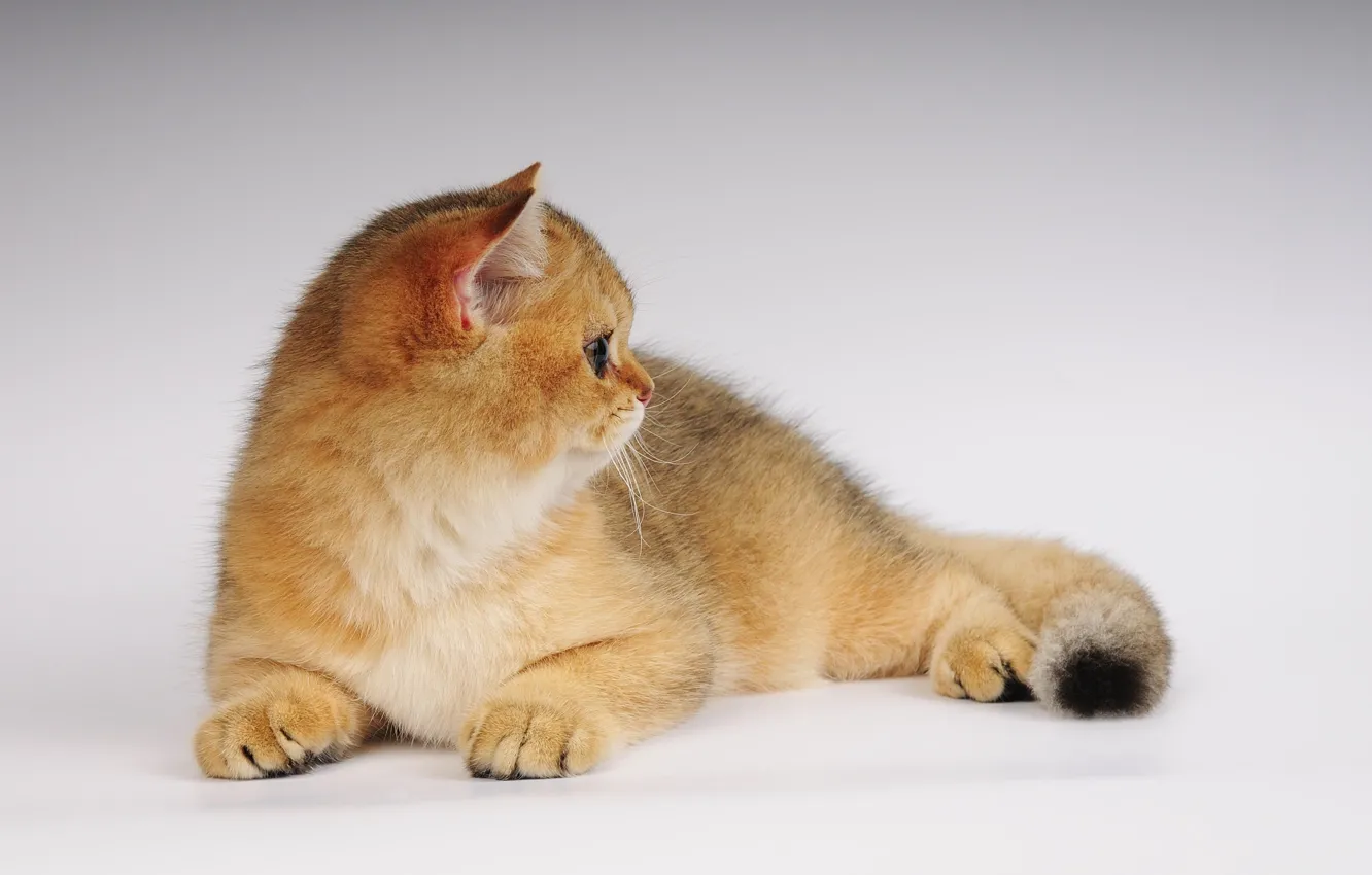 Photo wallpaper cat, photo, neko, ears