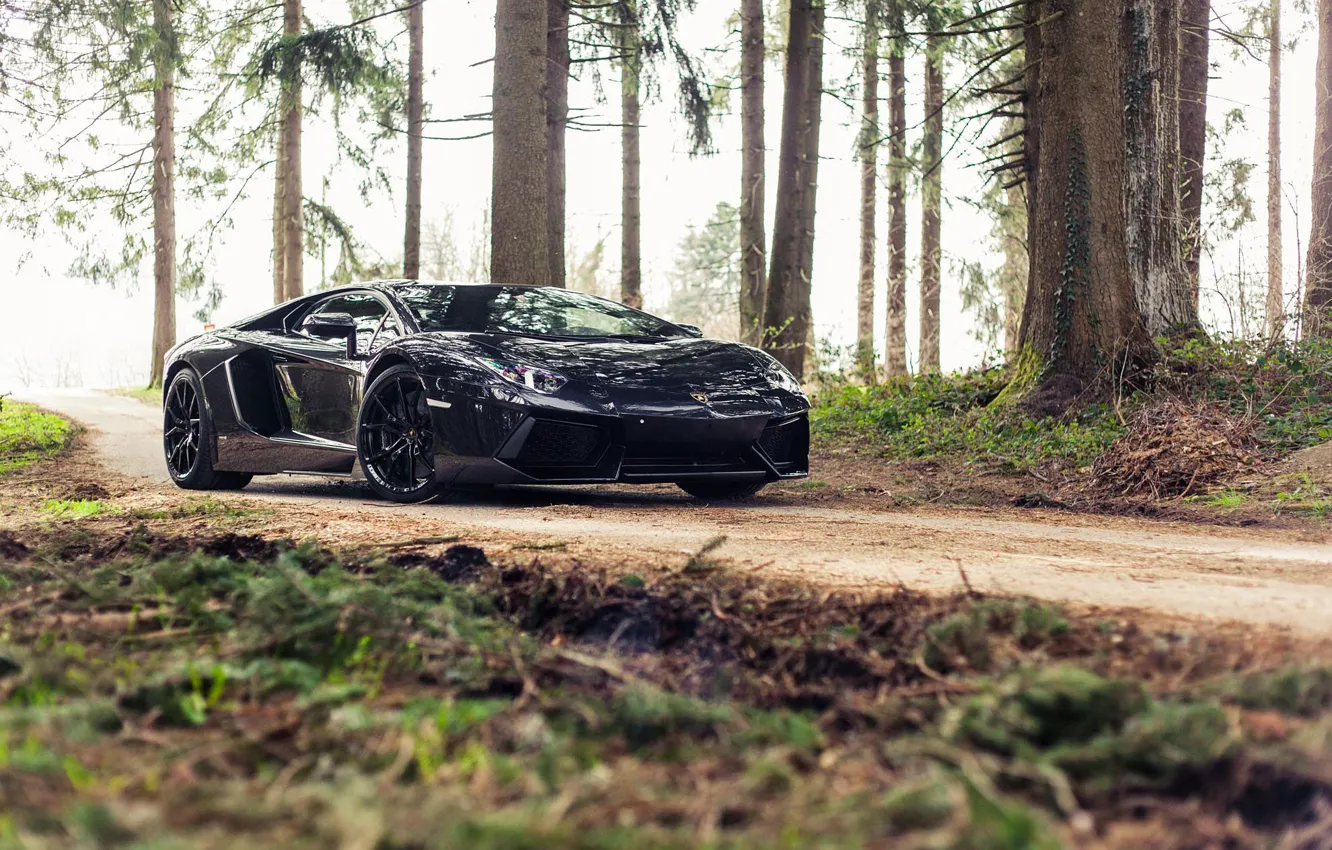 Photo wallpaper Lamborghini, Black, Aventador, Forest, Woods