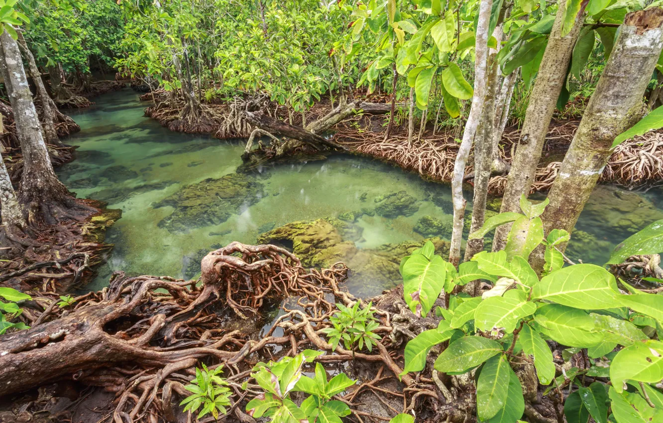 Photo wallpaper forest, lake, river, forest, tropical, landscape, beautiful, lake