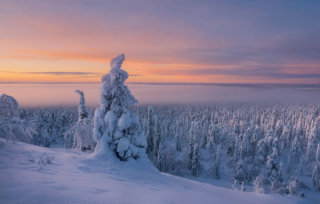 Photo wallpaper winter, forest, snow, trees, frost, cold, Finland, Lapland