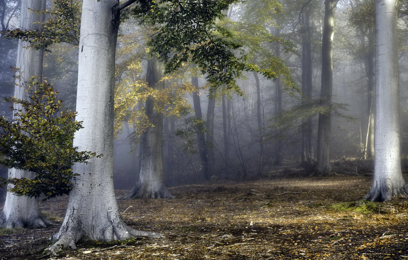 Photo wallpaper autumn, forest, fog
