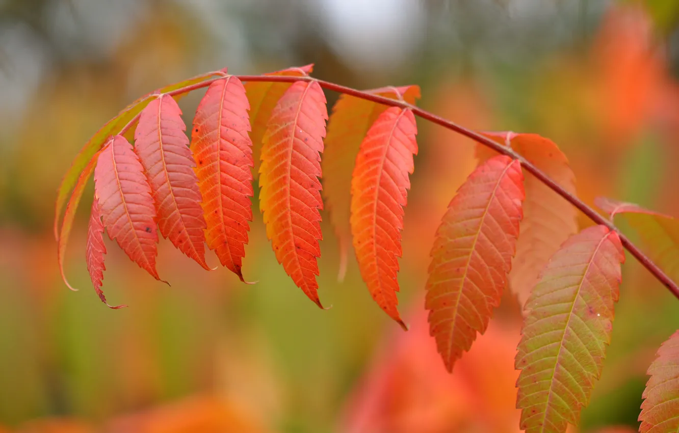 Photo wallpaper autumn, leaves, paint, branch
