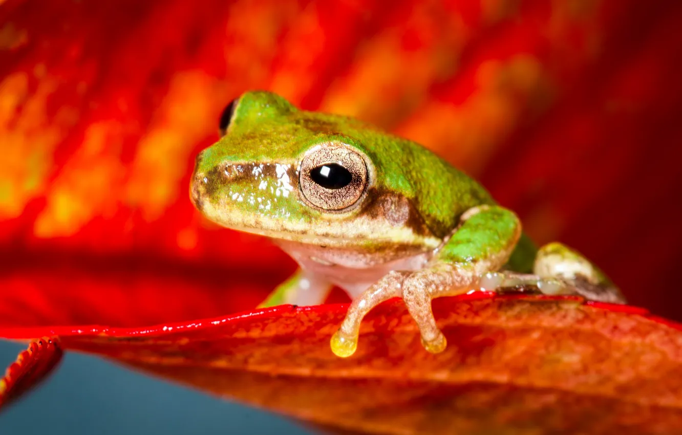 Photo wallpaper macro, nature, frog