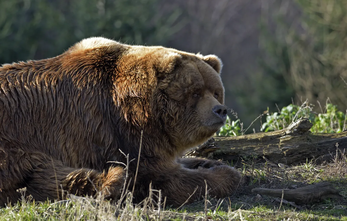 Photo wallpaper grass, stay, bear, bear, log