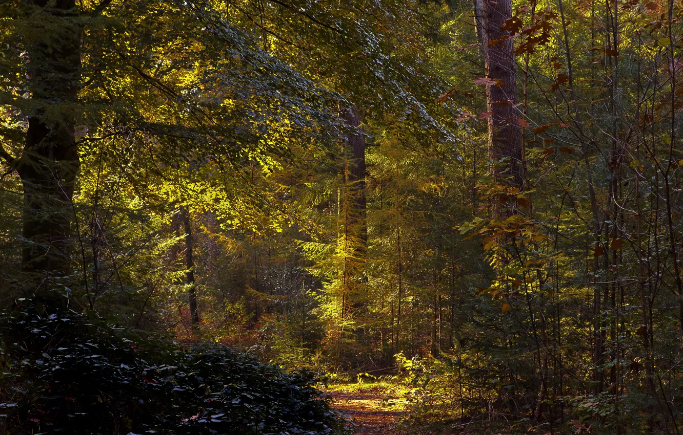 Photo wallpaper forest, trees, Netherlands, path, the bushes, Utrecht, Baarn