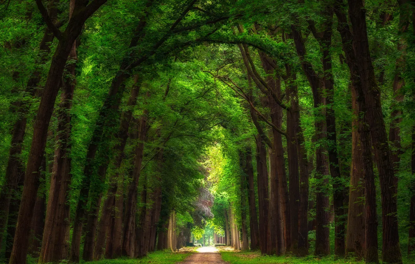 Photo wallpaper summer, trees, Park, track, Netherlands, alley