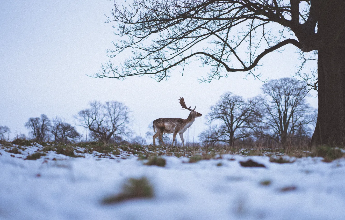 Photo wallpaper grass, snow, trees, branch, deer, horns