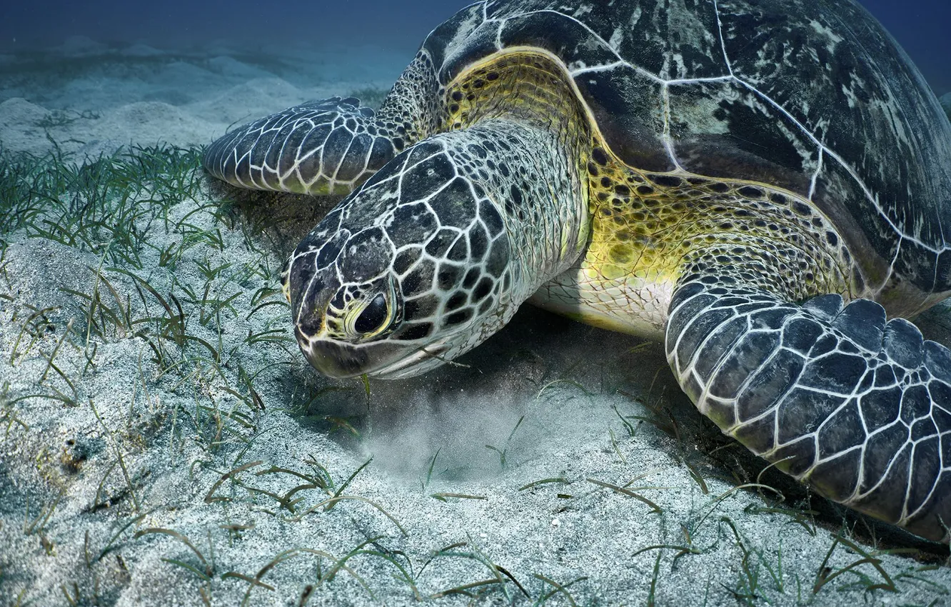 Photo wallpaper sand, algae, under water, PEREPECHAEV PAVEL, turtle lunch