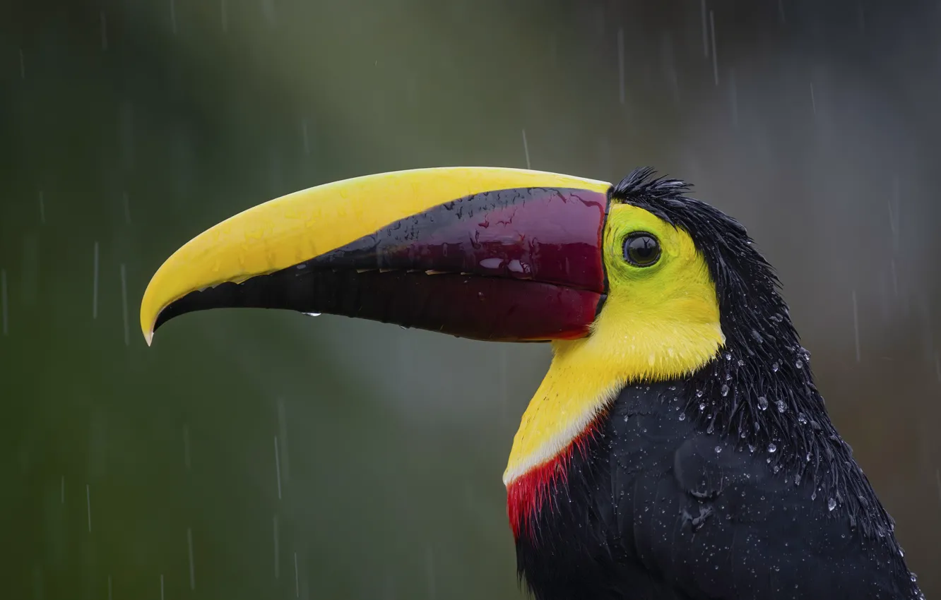 Photo wallpaper look, rain, bird, portrait, beak, profile, Toucan