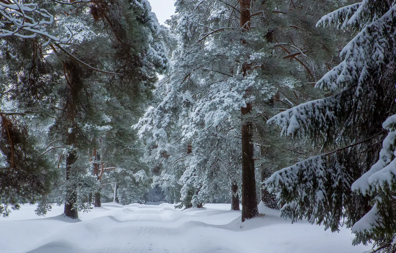 Photo wallpaper winter, forest, snow, trees, beautiful